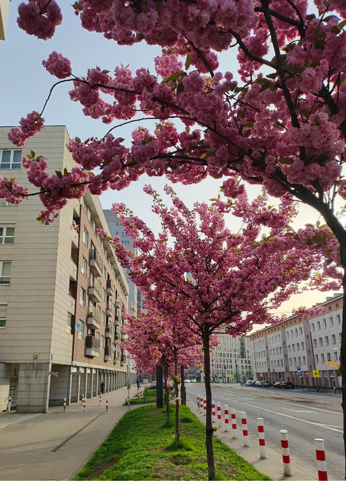 Totutotam_02 Daire Varşova Dış mekan fotoğraf