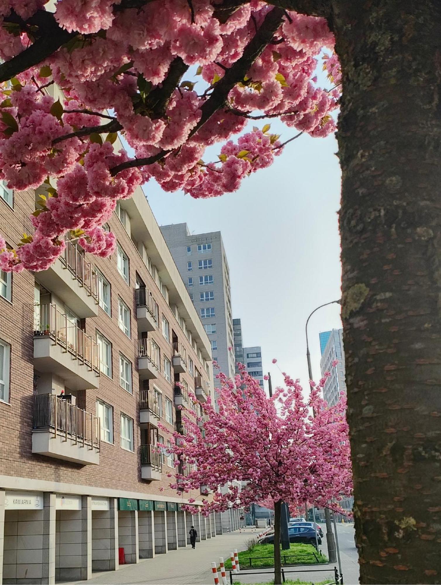 Totutotam_02 Daire Varşova Dış mekan fotoğraf